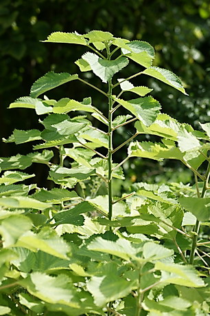 Boehmeria nivea, Ramie, Faserpflanze